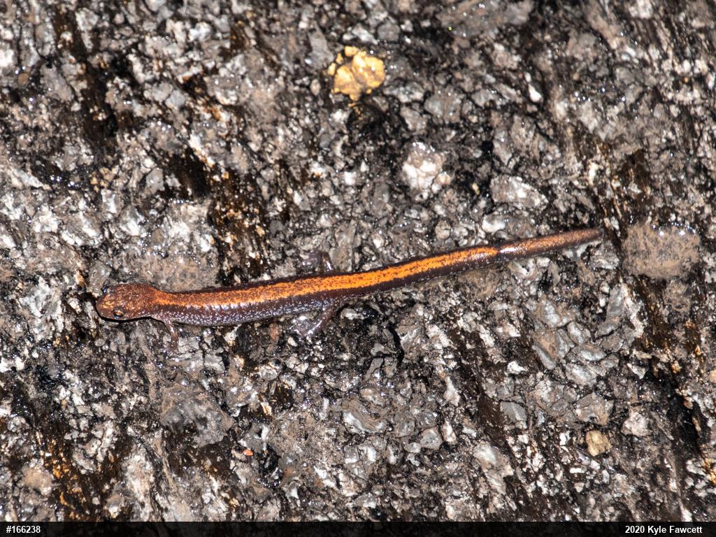 Eastern Red-backed  Salamander
