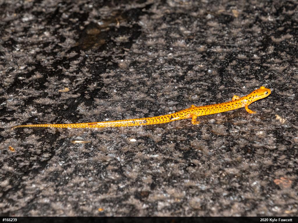 Eastern Long-tailed Salamander