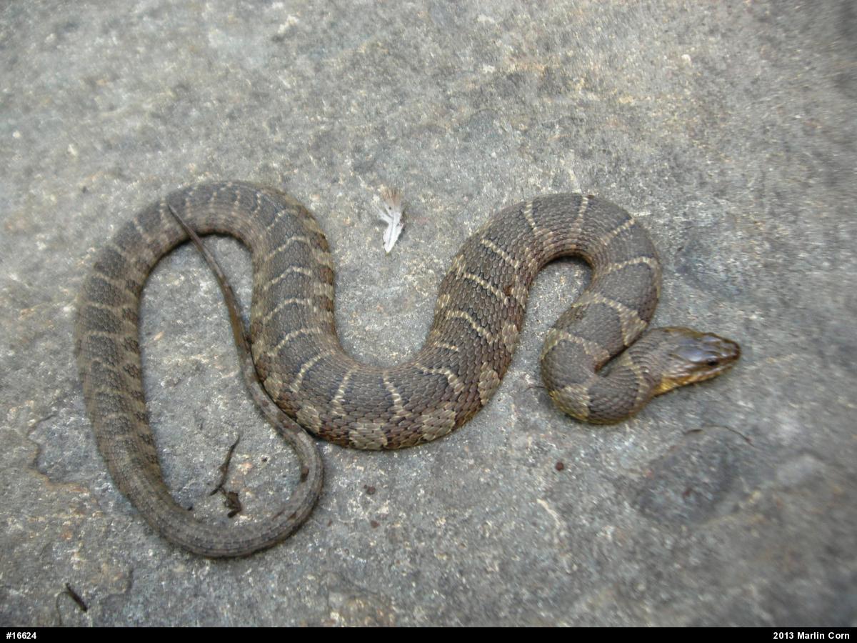 Northern Watersnake
