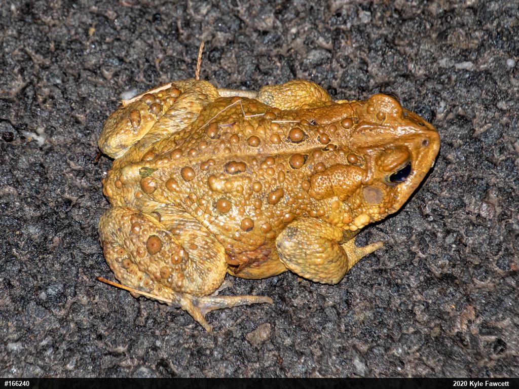Eastern American Toad
