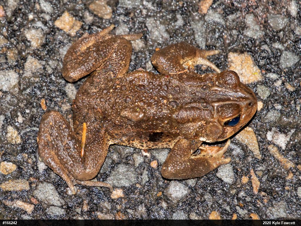 Eastern American Toad