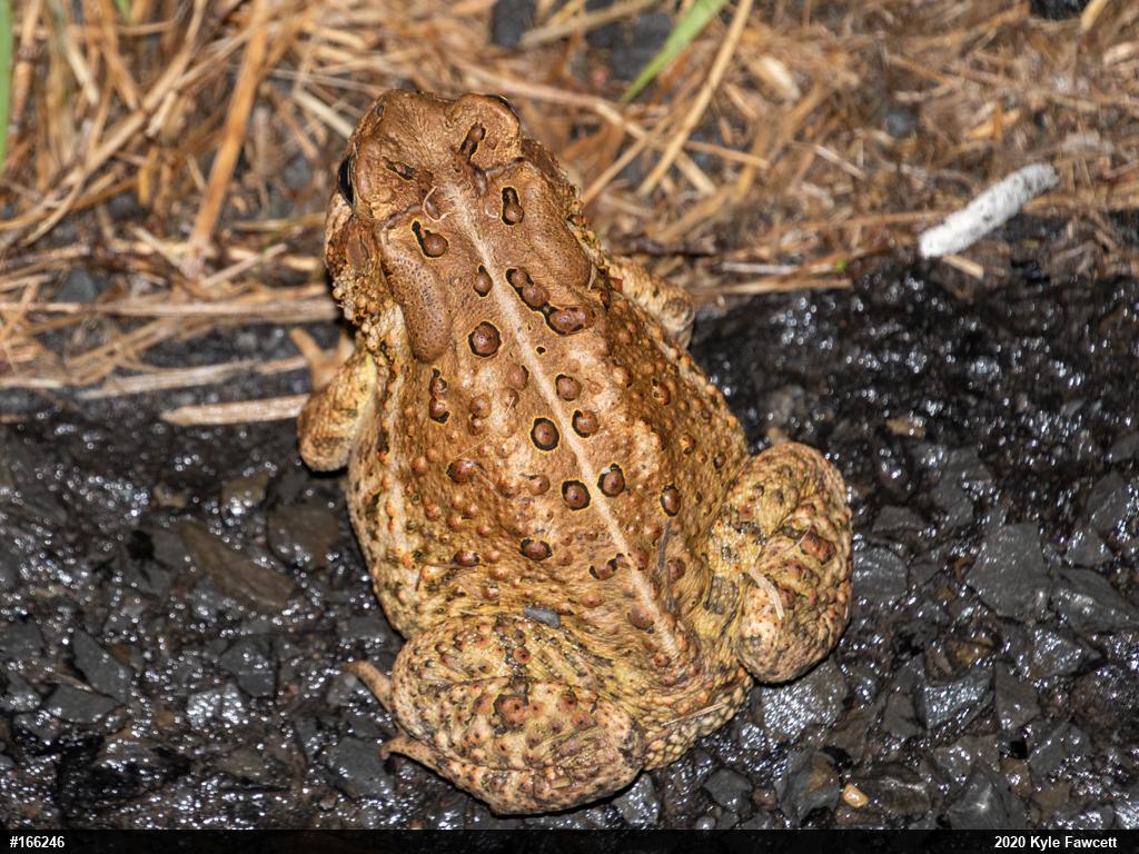 Eastern American Toad