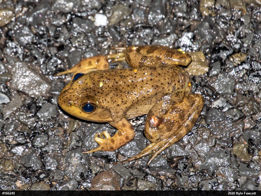 American Bullfrog