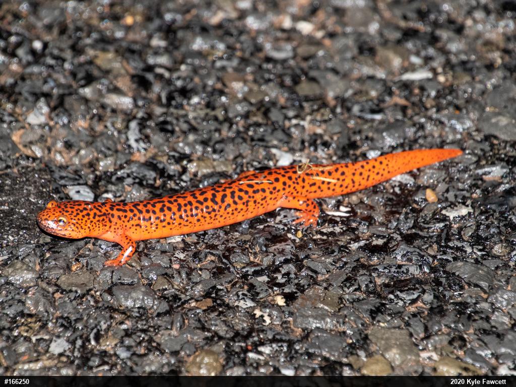 Northern Red Salamander