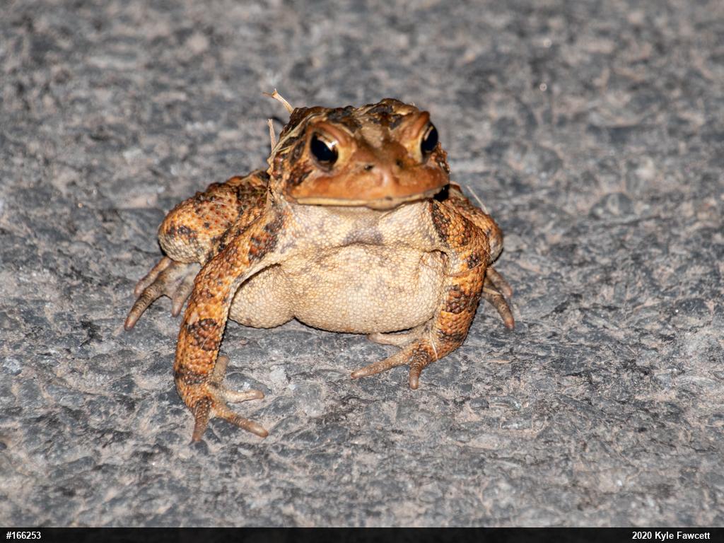 Eastern American Toad