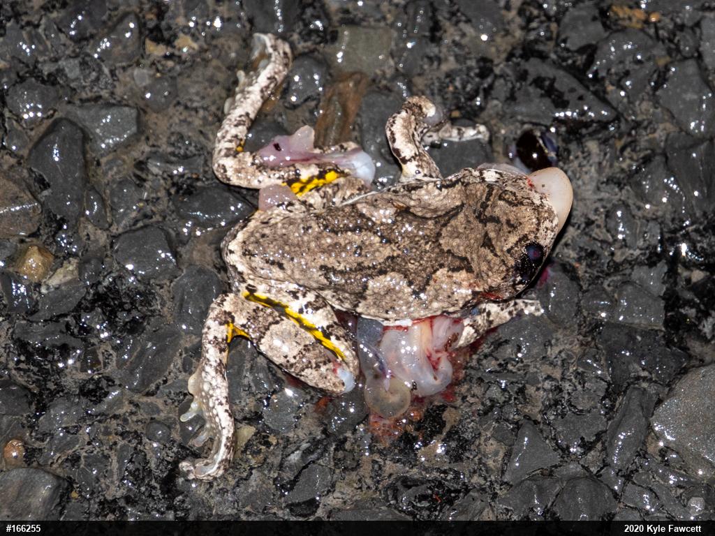 Unknown Gray Treefrog