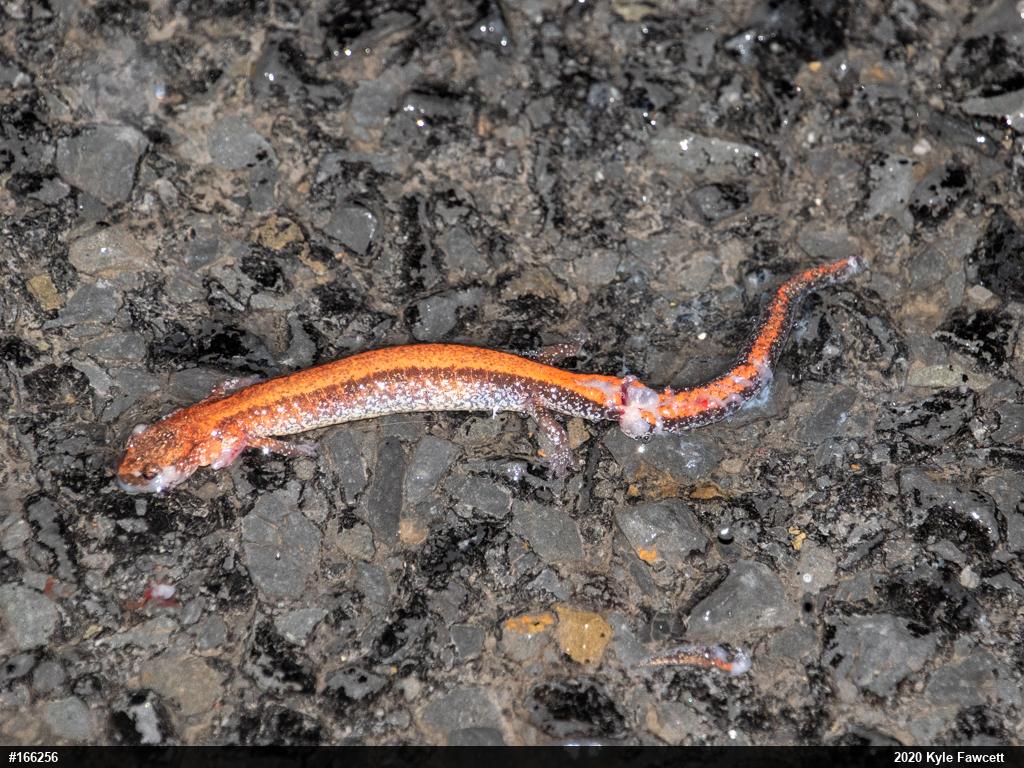 Eastern Red-backed  Salamander