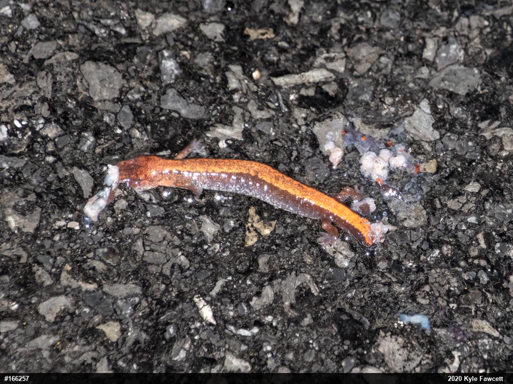Eastern Red-backed  Salamander