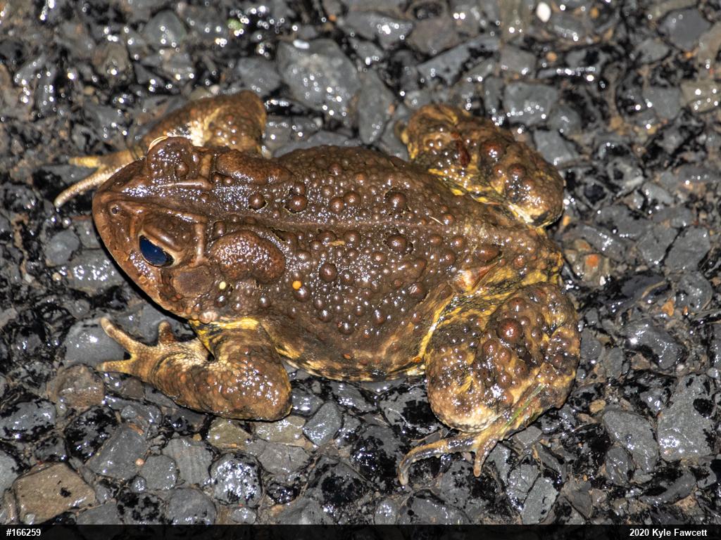 Eastern American Toad