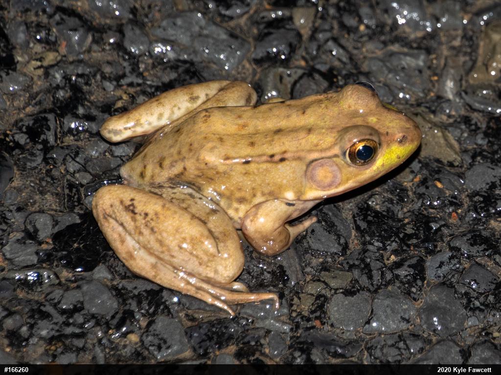 Green Frog