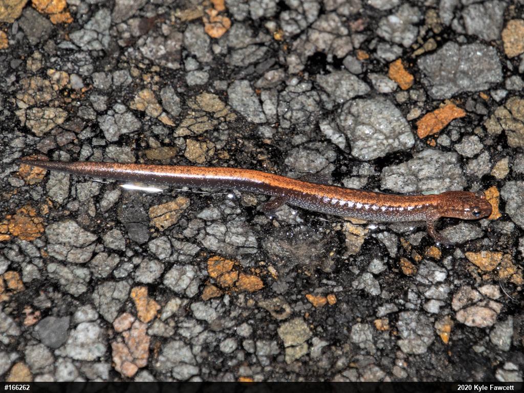 Eastern Red-backed  Salamander