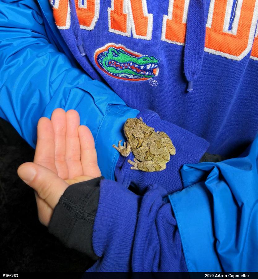 Unknown Gray Treefrog