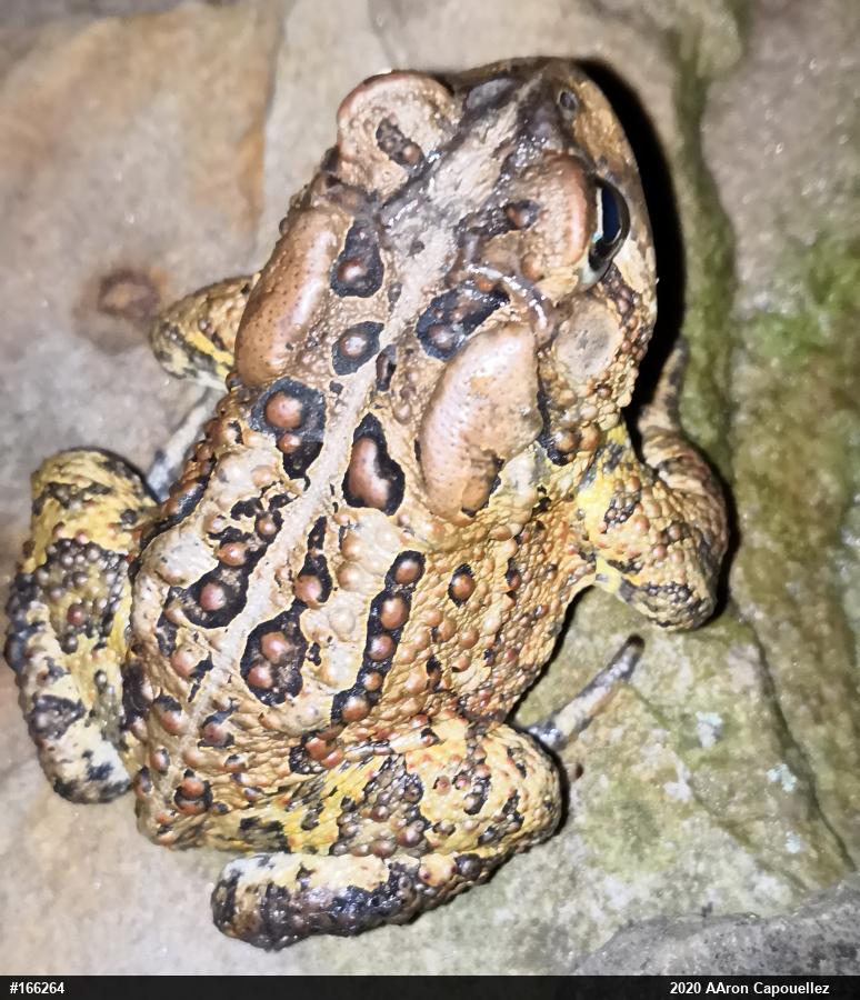 Eastern American Toad