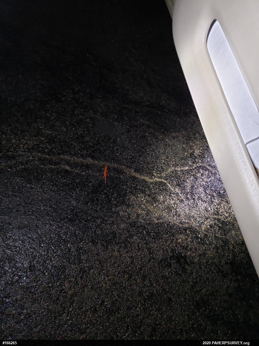 Red-spotted Newt