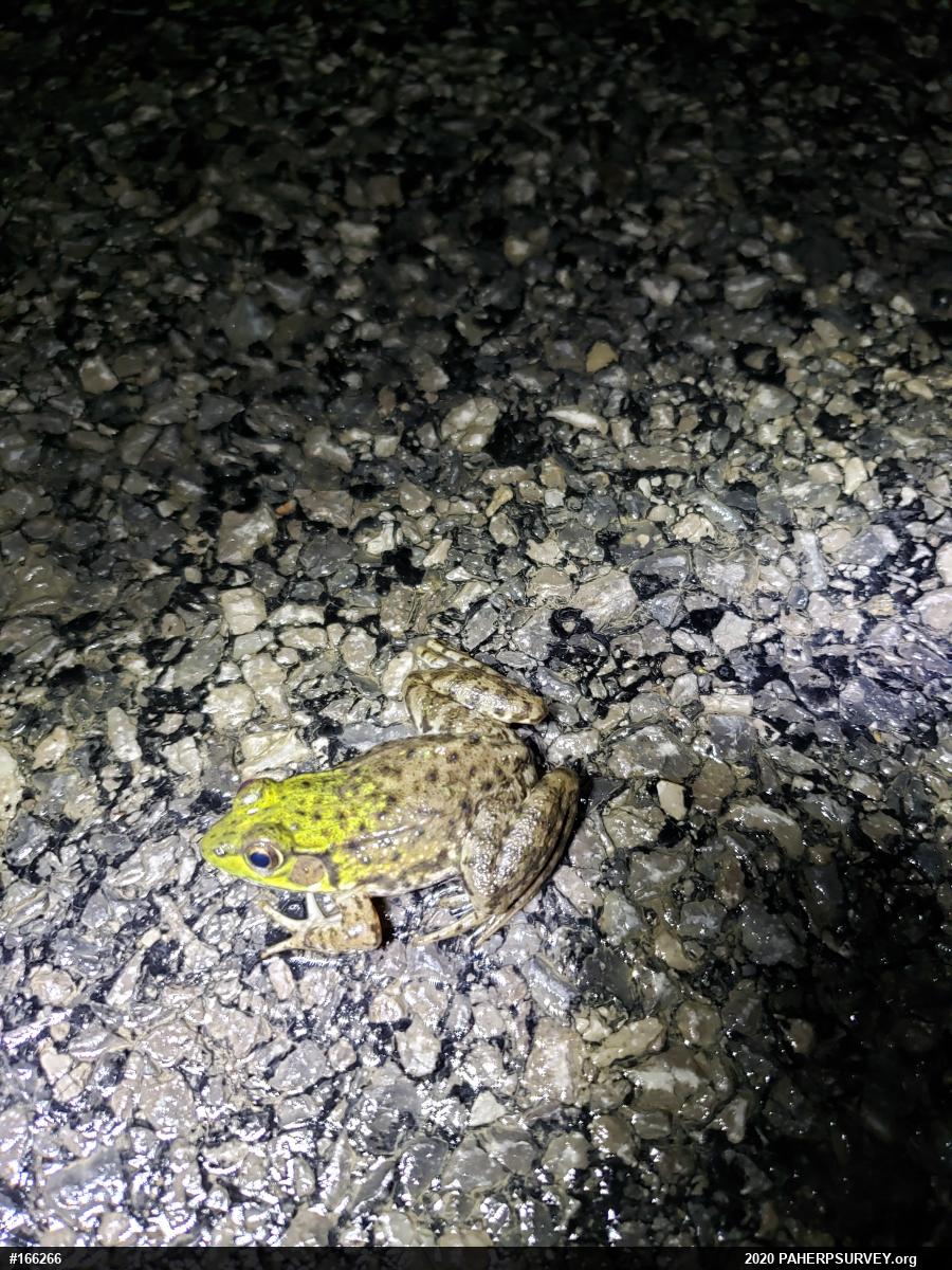 Green Frog
