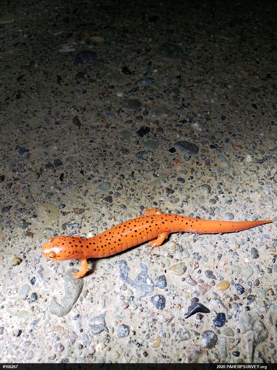 Northern Red Salamander