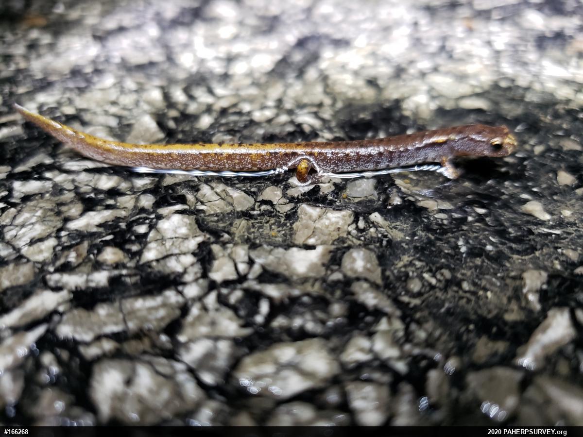 Four-toed Salamander