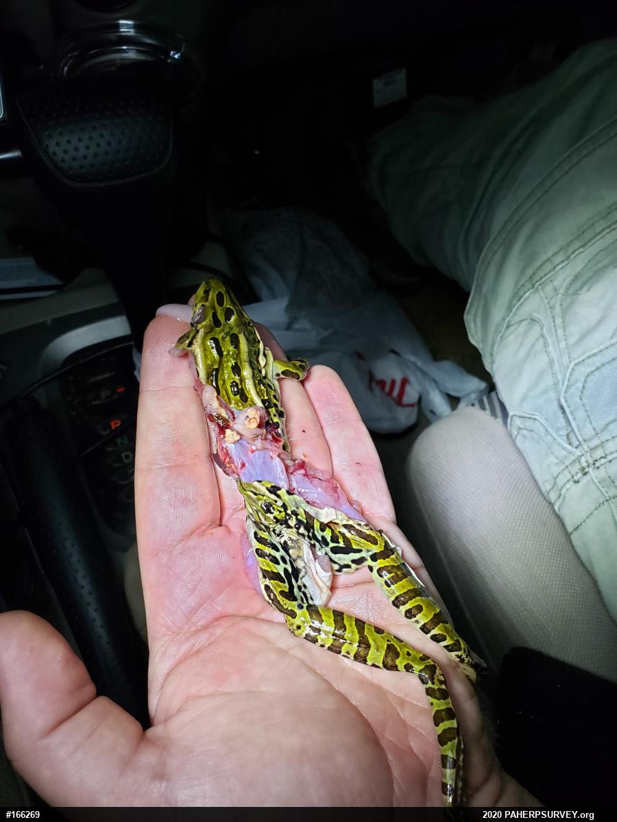 Northern Leopard Frog