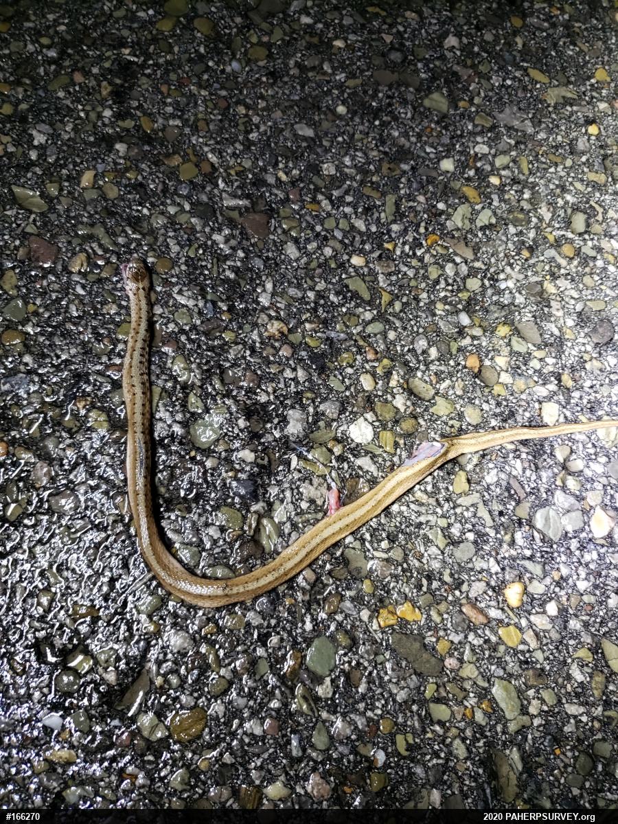 Dekay's Brownsnake
