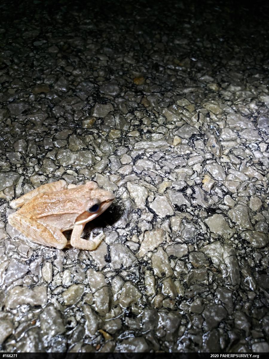 Wood Frog