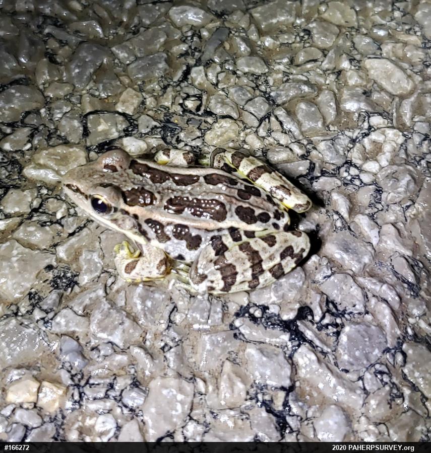 Pickerel Frog