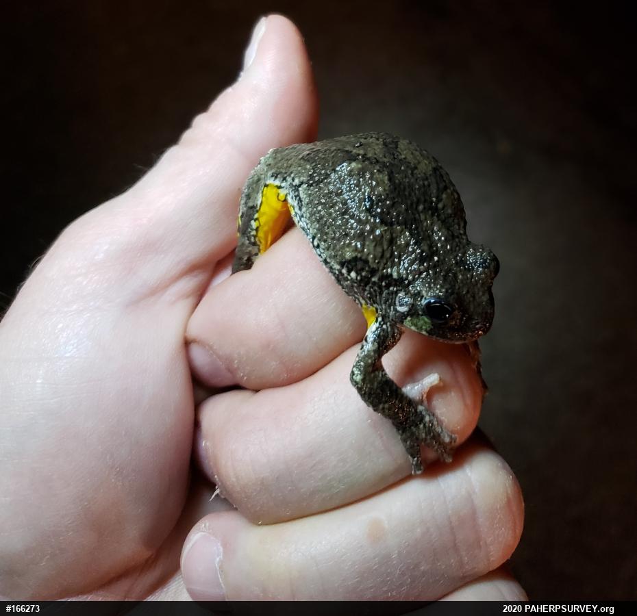 Unknown Gray Treefrog