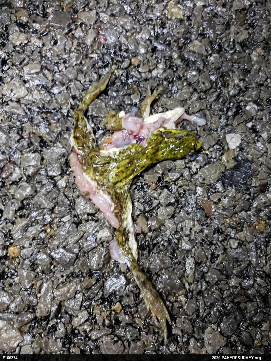 Green Frog