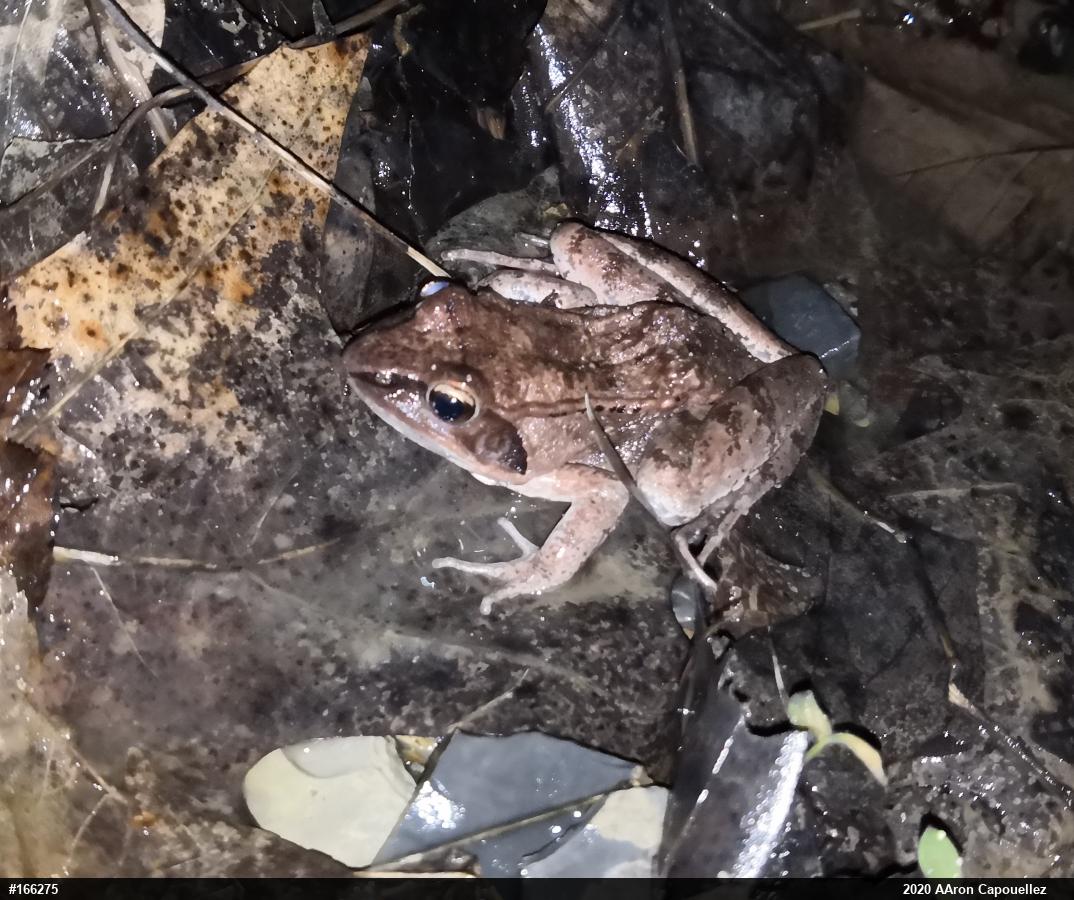 Wood Frog