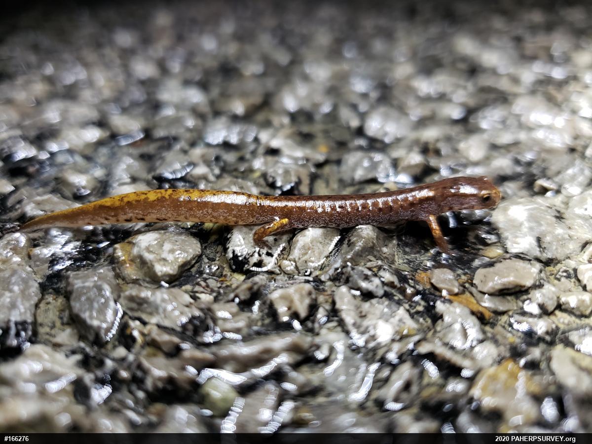 Four-toed Salamander