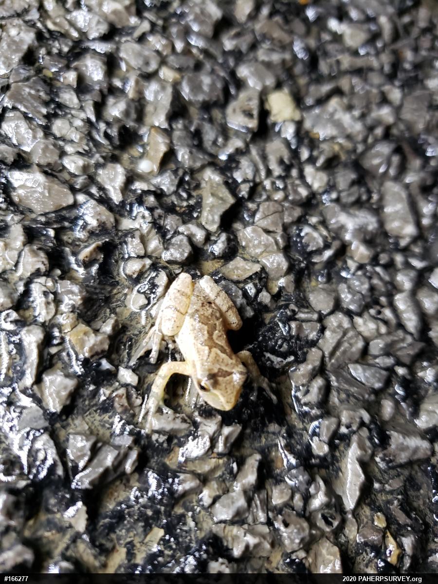 Spring Peeper