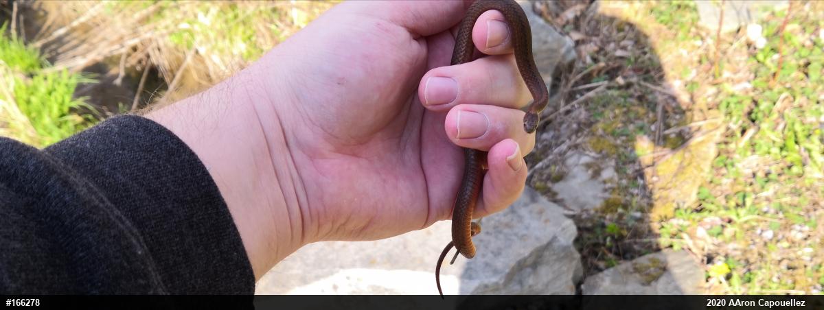 Red-bellied Snake
