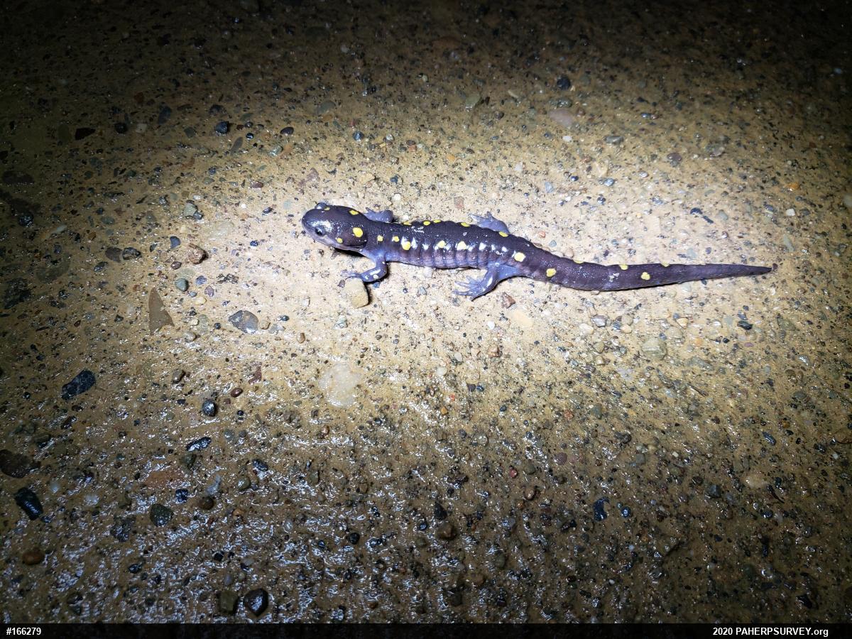 Spotted Salamander
