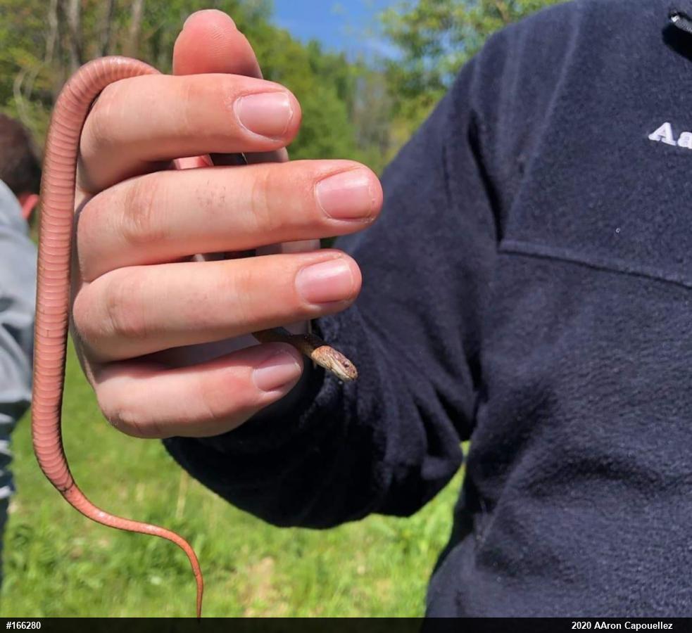 Red-bellied Snake
