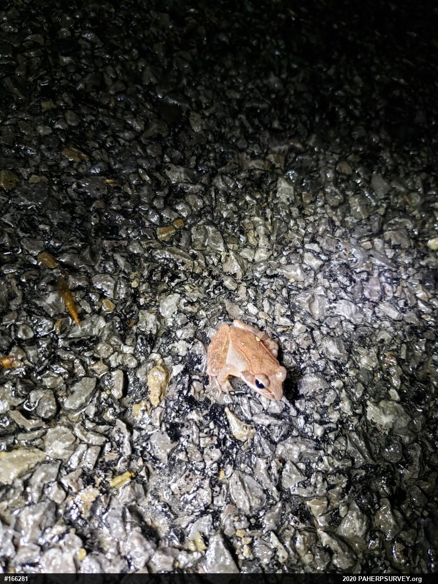 Wood Frog