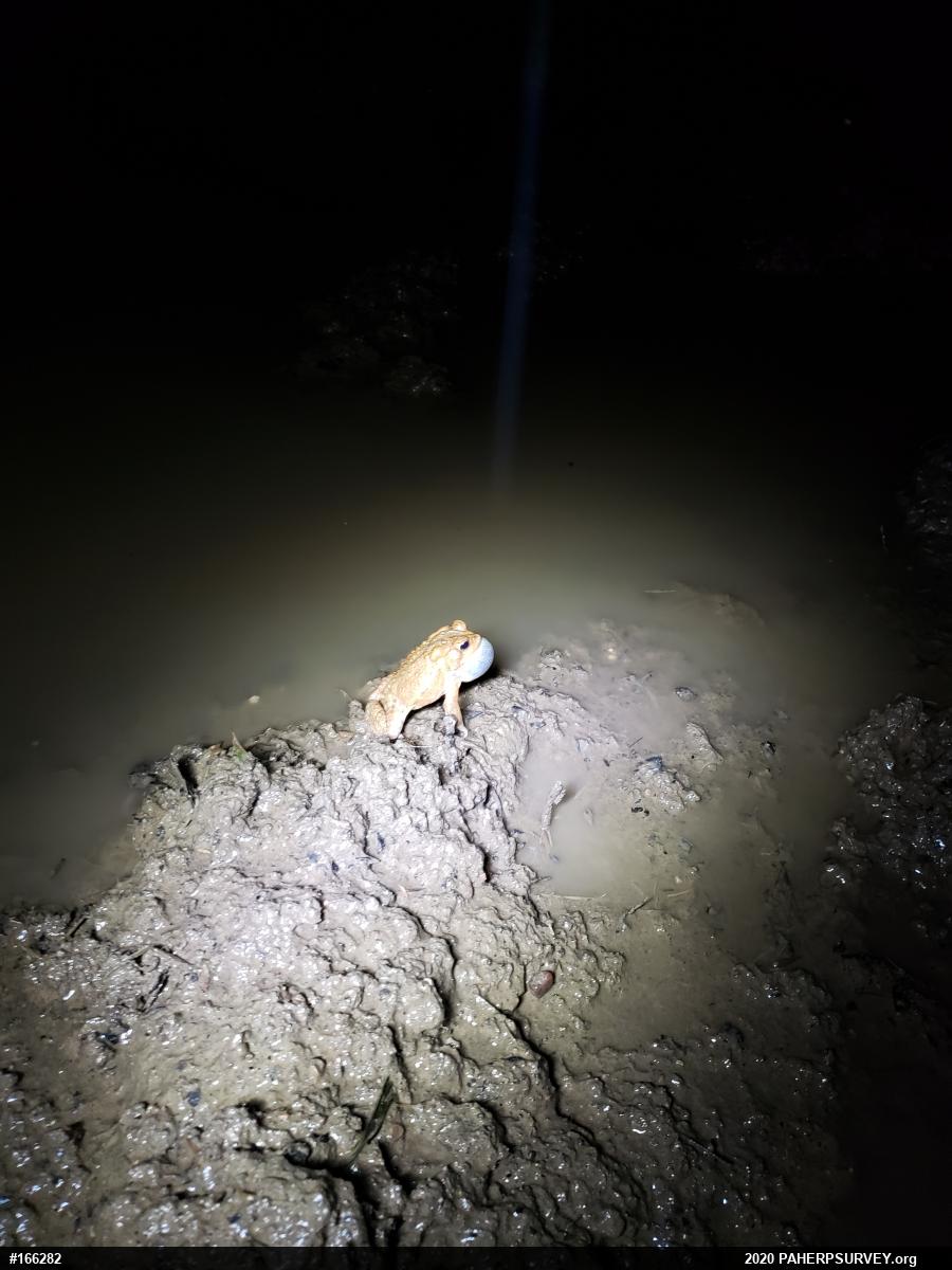 Eastern American Toad