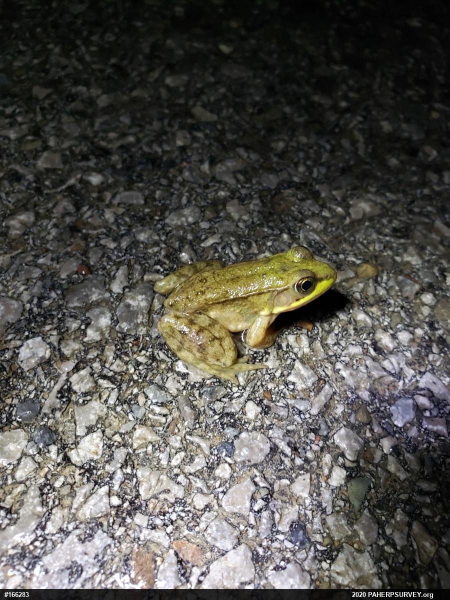 Green Frog