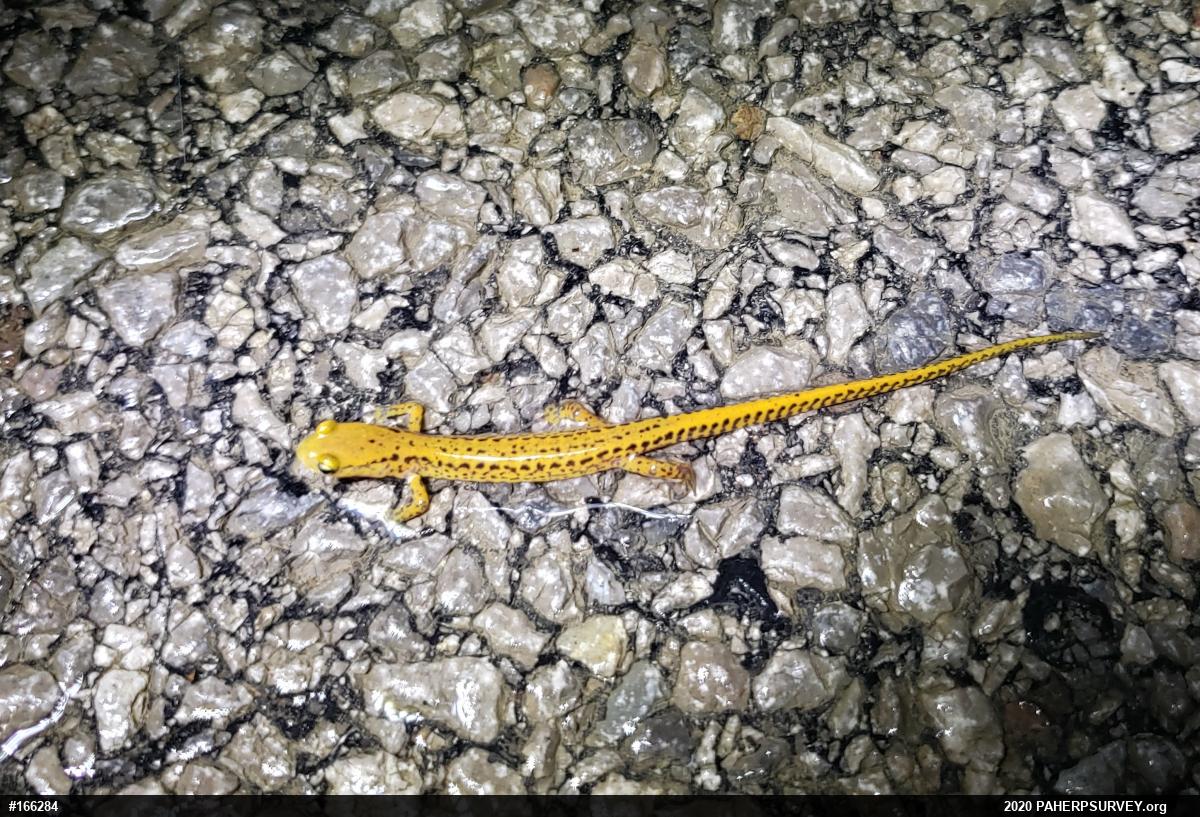 Eastern Long-tailed Salamander
