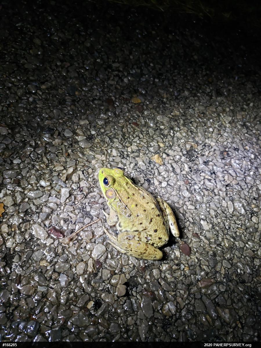 Green Frog