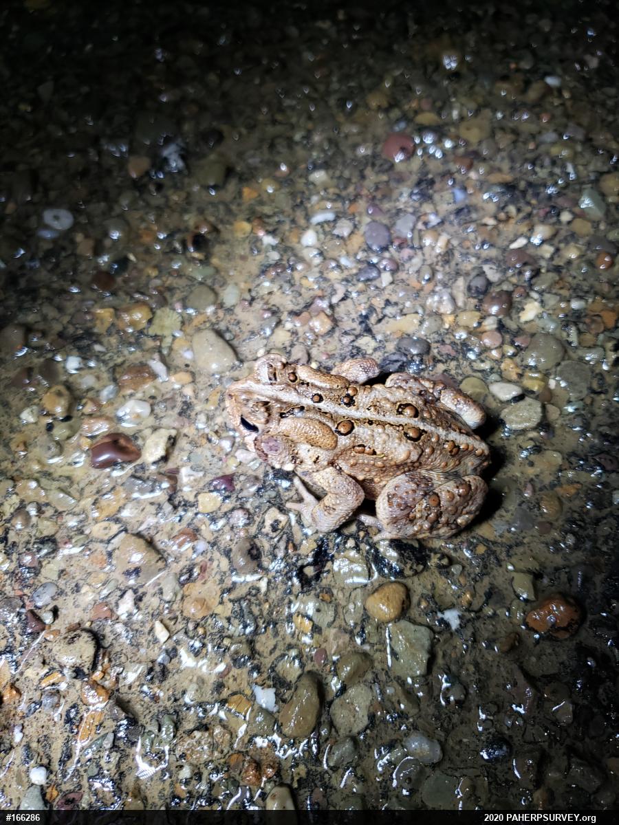 Eastern American Toad