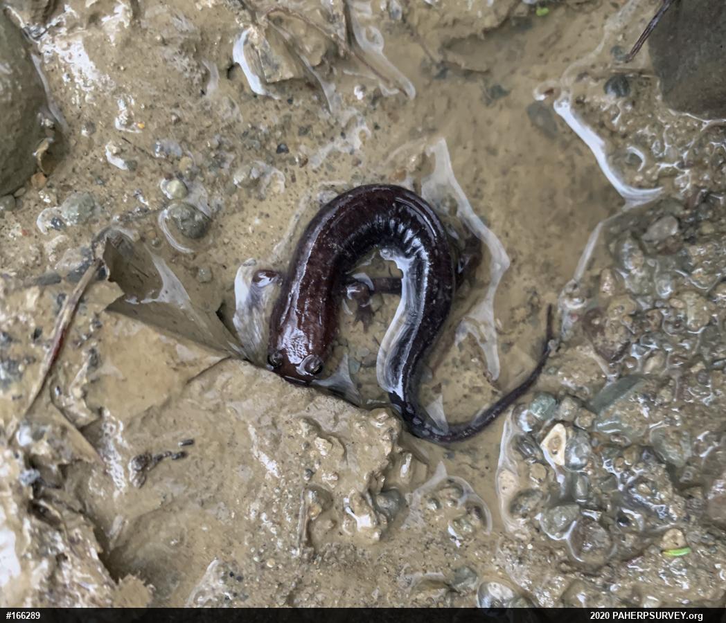 Allegheny Mountain Dusky Salamander