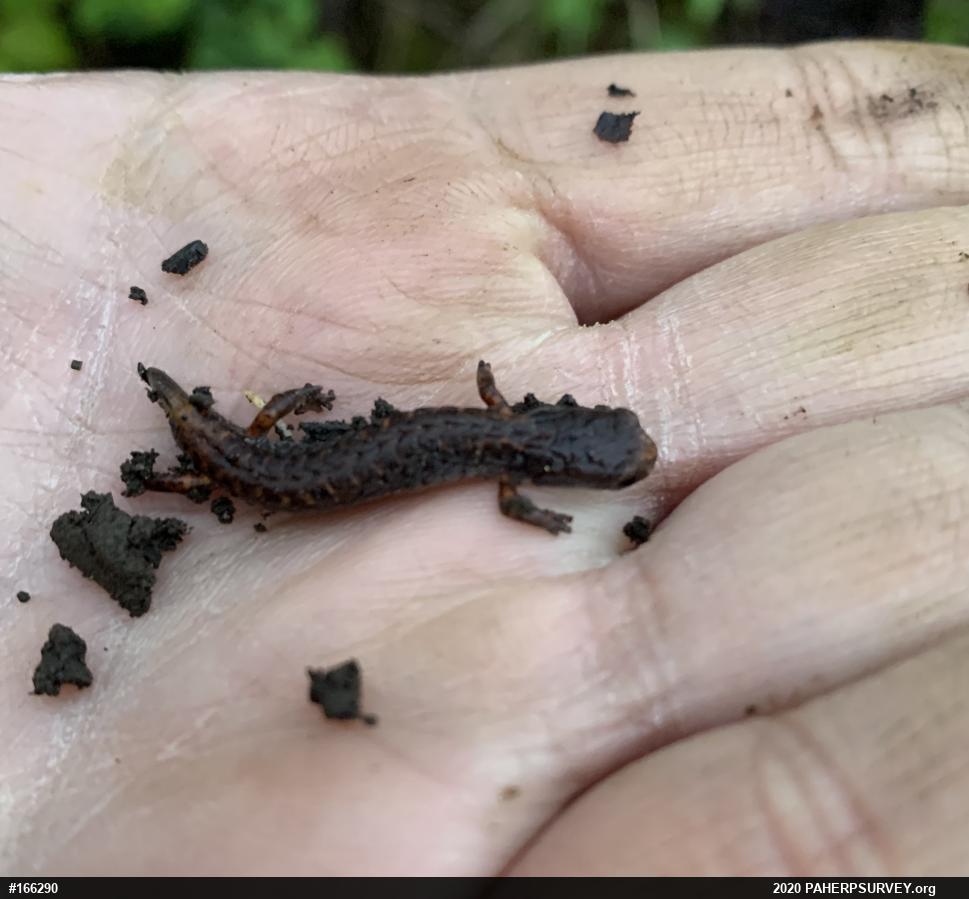 Four-toed Salamander