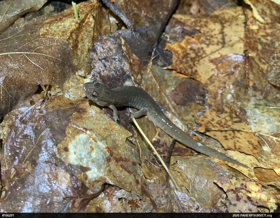 Northern Dusky Salamander