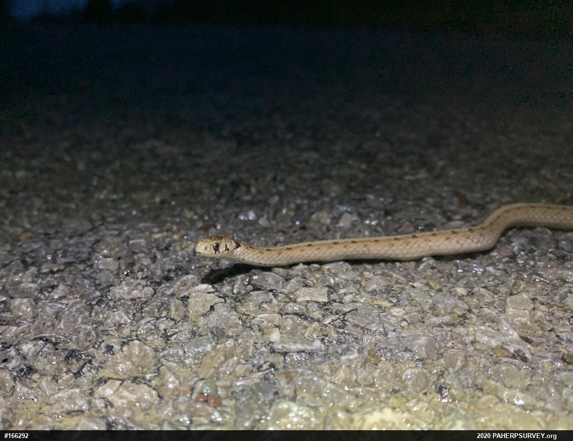 Dekay's Brownsnake