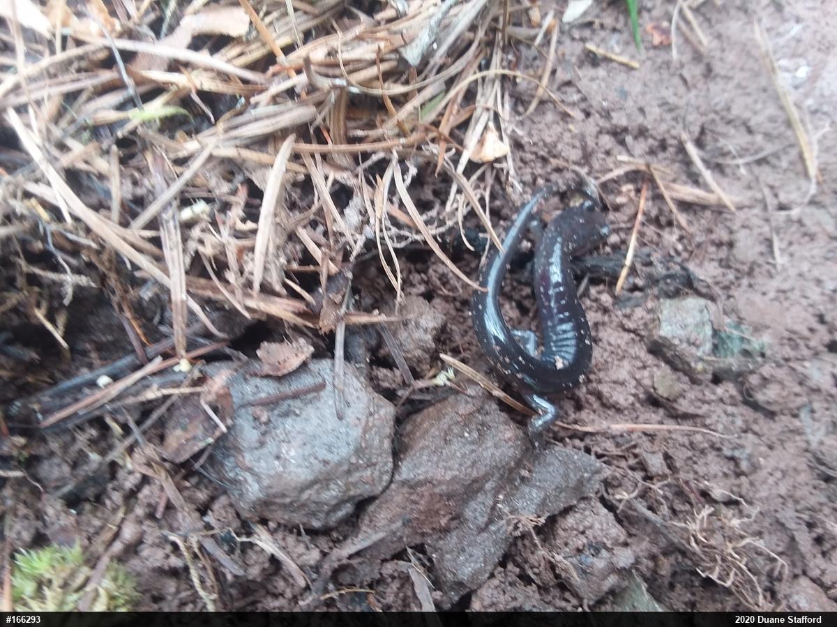 Wehrle's Salamander