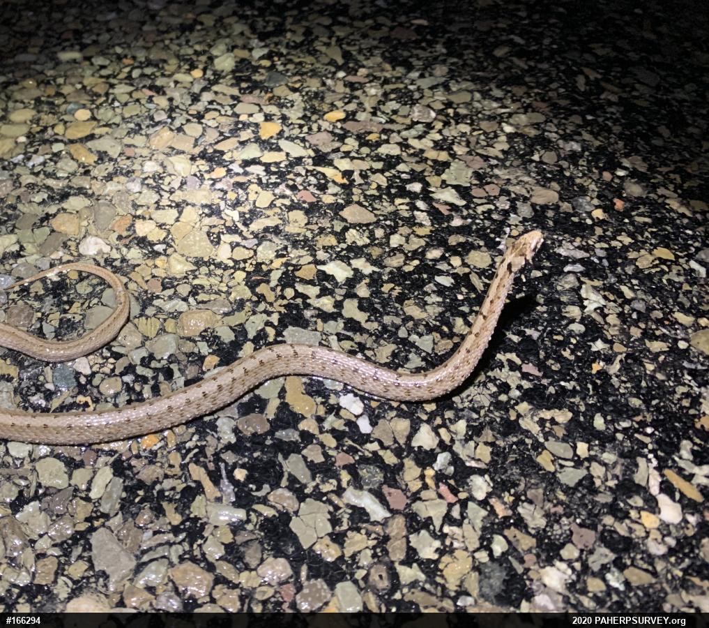 Dekay's Brownsnake