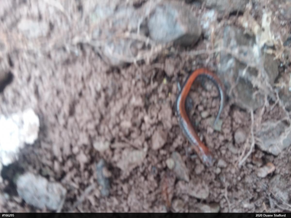 Eastern Red-backed  Salamander