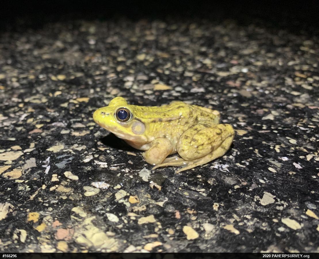 Green Frog