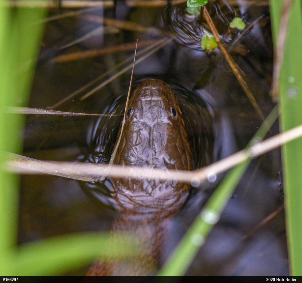 Northern Watersnake