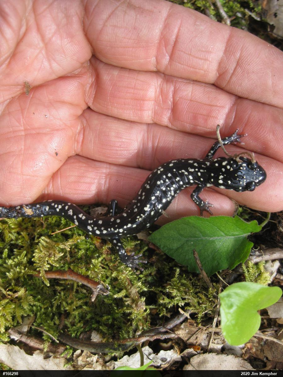 Northern Slimy Salamander