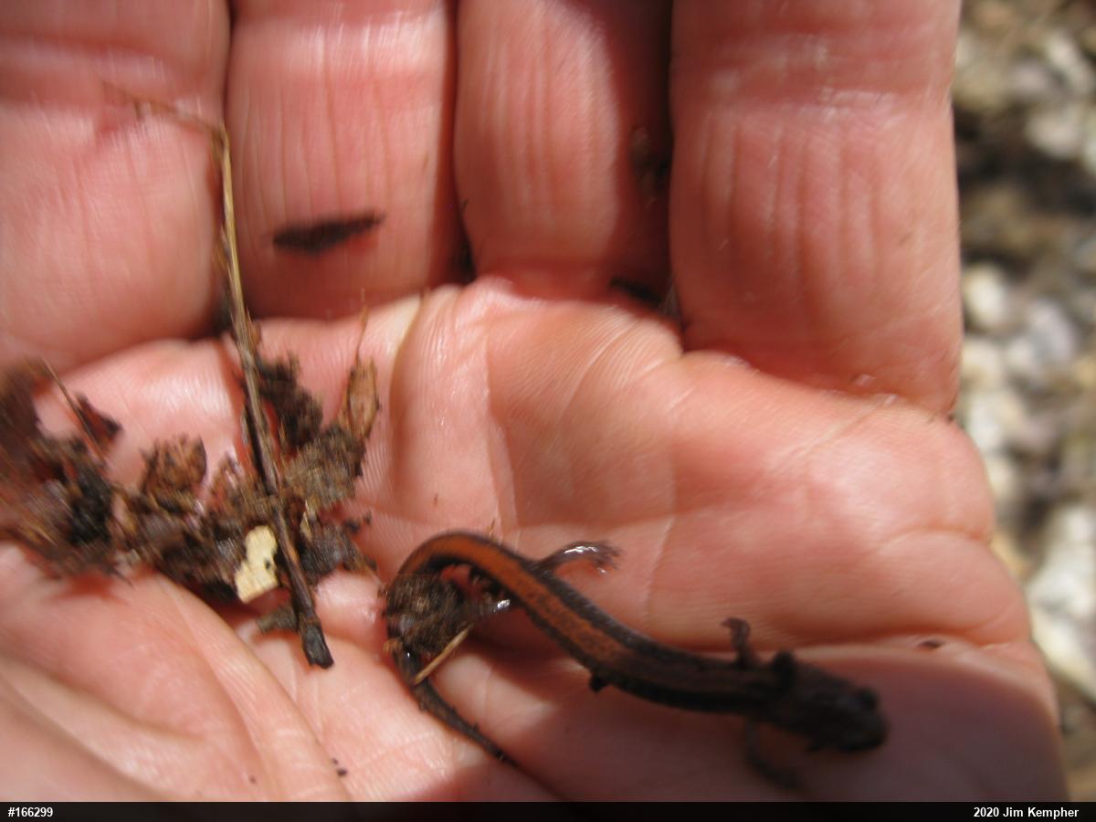 Eastern Red-backed  Salamander